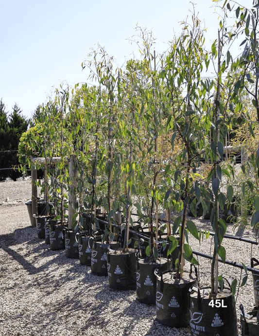 Eucalyptus Pauciflora