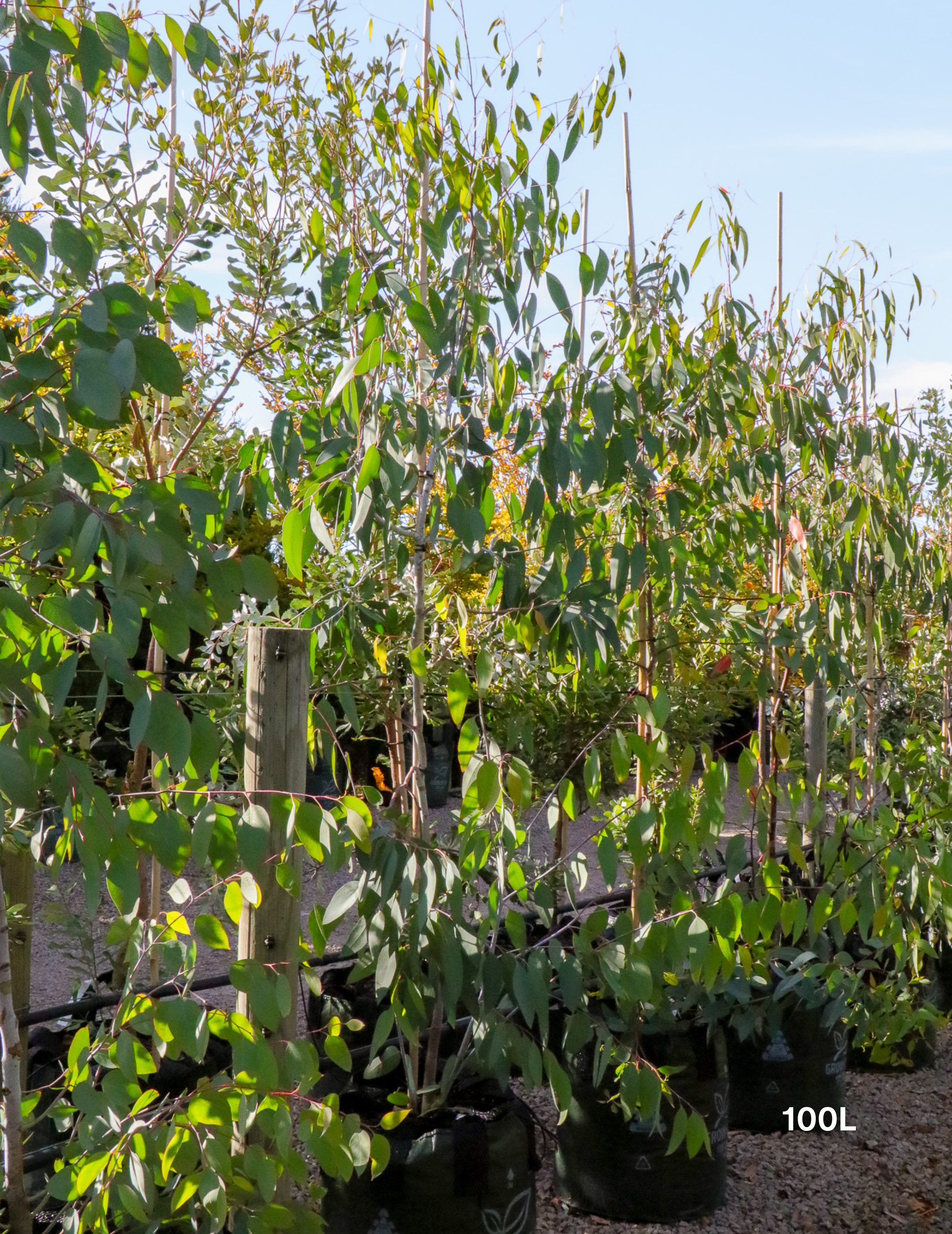 Eucalyptus pauciflora 'Little Snowman' - Evergreen Trees Direct