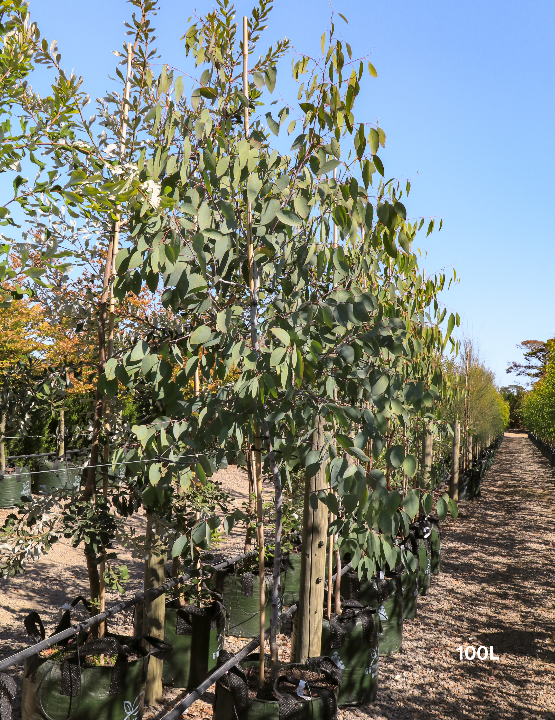 Eucalyptus pauciflora 'Little Snowman' - Evergreen Trees Direct