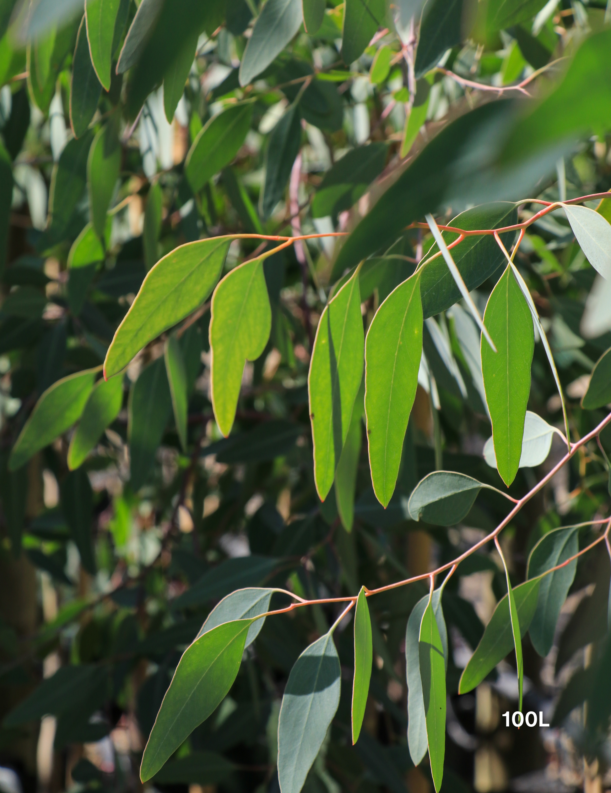 Eucalyptus pauciflora 'Little Snowman' - Evergreen Trees Direct