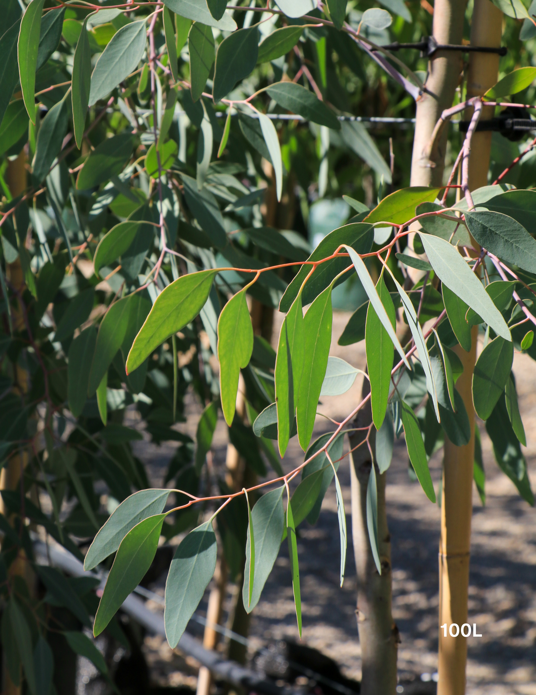 Eucalyptus pauciflora 'Little Snowman' - Evergreen Trees Direct