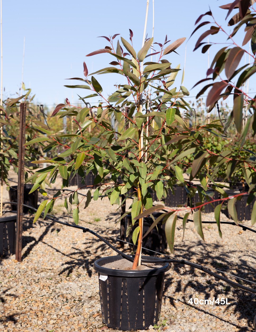 Eucalyptus robusta – Swamp Mahogany - Evergreen Trees Direct