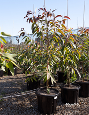 Eucalyptus robusta – Swamp Mahogany - Evergreen Trees Direct