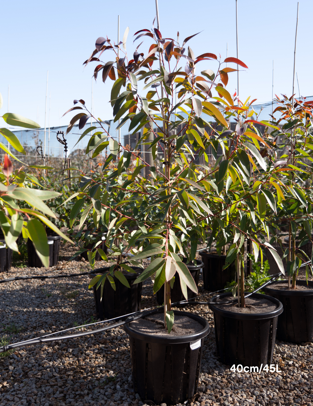 Eucalyptus robusta – Swamp Mahogany - Evergreen Trees Direct