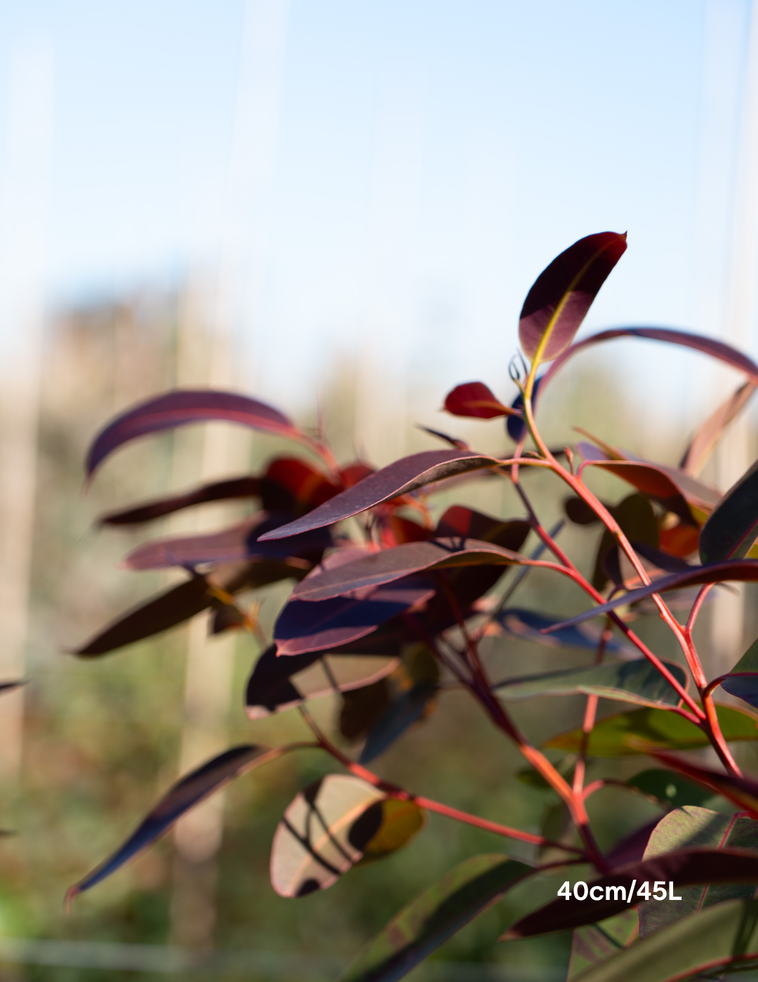 Eucalyptus robusta – Swamp Mahogany - Evergreen Trees Direct