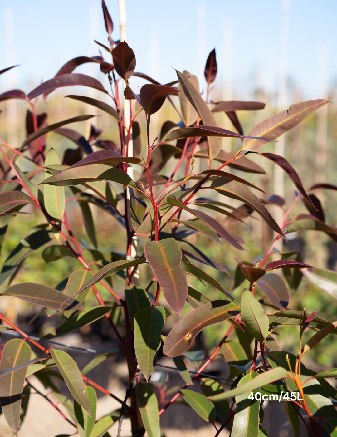 Eucalyptus robusta – Swamp Mahogany - Evergreen Trees Direct