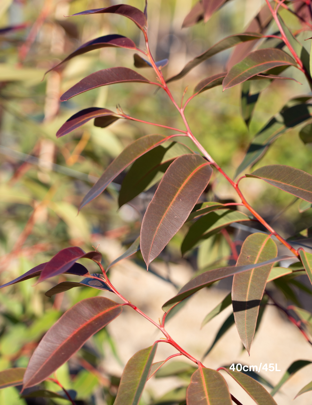Eucalyptus robusta – Swamp Mahogany - Evergreen Trees Direct