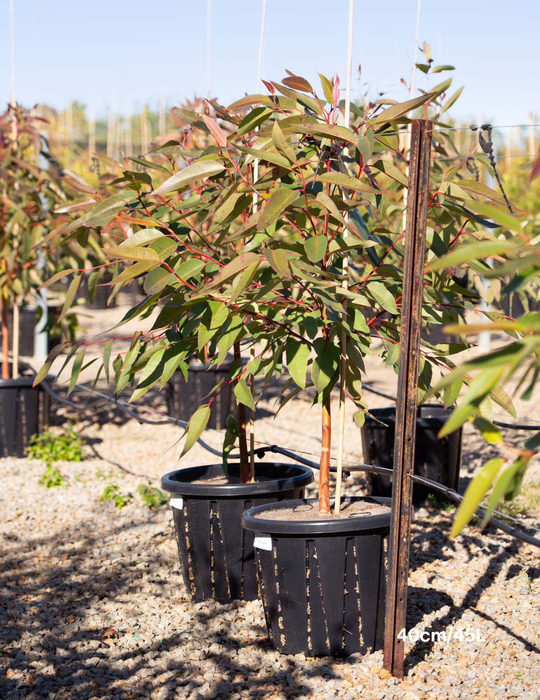 Eucalyptus robusta – Swamp Mahogany - Evergreen Trees Direct