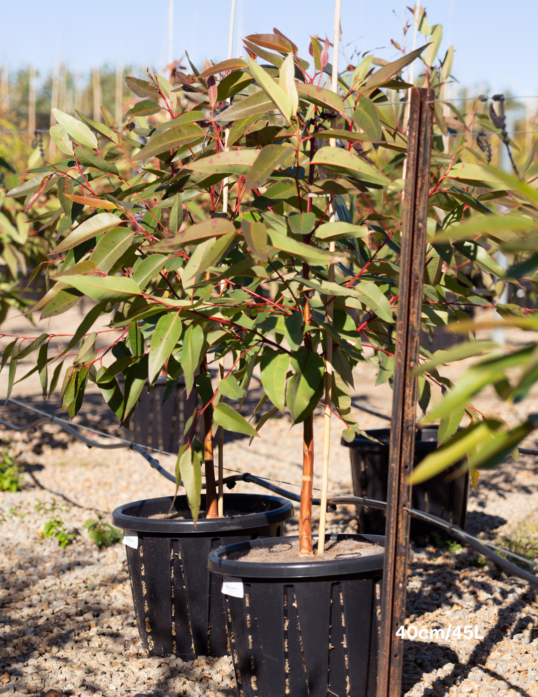 Eucalyptus robusta – Swamp Mahogany - Evergreen Trees Direct