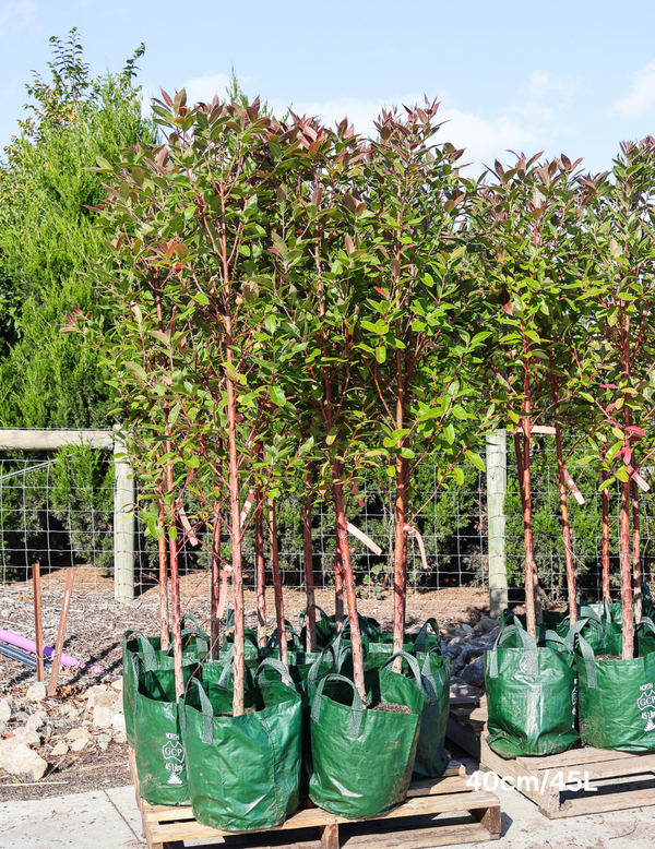 Matong Eucalyptus robusta 'Matong' - Evergreen Trees Direct