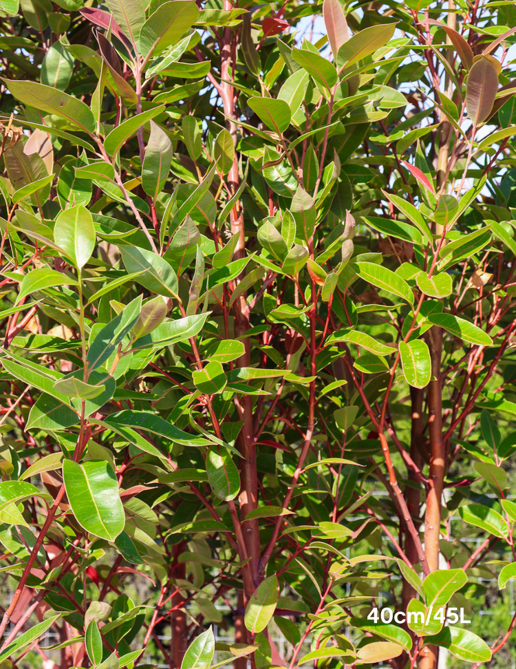 Matong Eucalyptus robusta 'Matong' - Evergreen Trees Direct