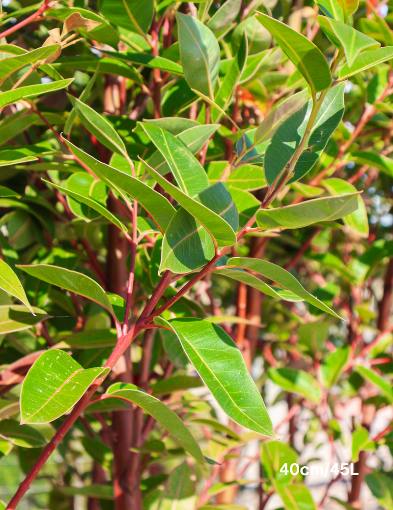 Matong Eucalyptus robusta 'Matong' - Evergreen Trees Direct