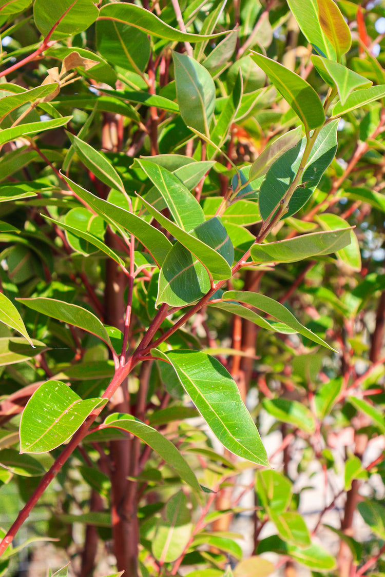 Eucalyptus robusta 'Matong'