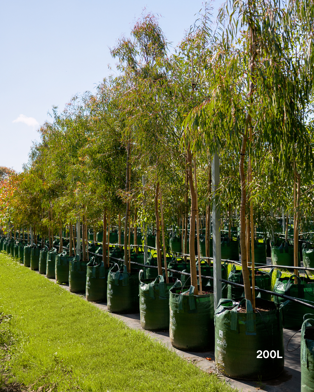 Eucalyptus scoparia – Wallangarra White Gum