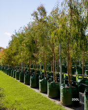 Eucalyptus scoparia – Wallangarra White Gum