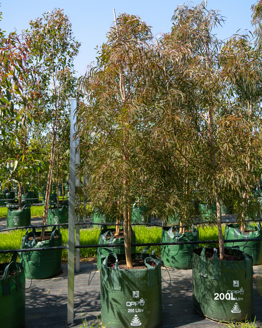 Eucalyptus scoparia – Wallangarra White Gum
