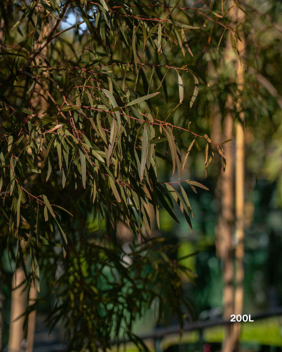 Eucalyptus scoparia – Wallangarra White Gum