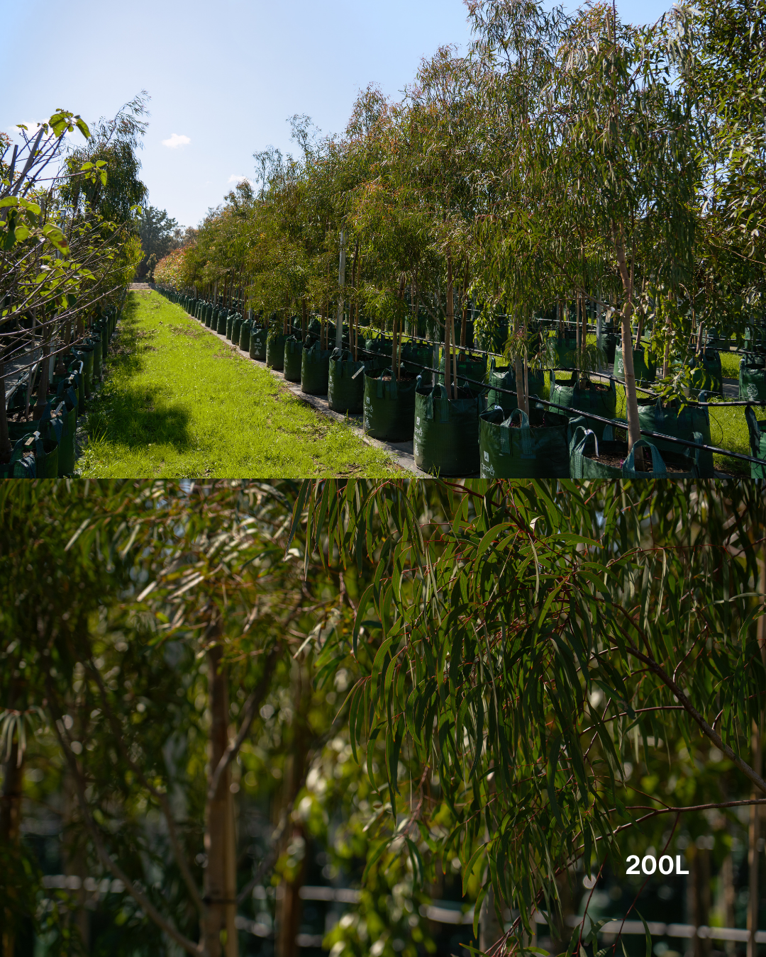 Eucalyptus scoparia – Wallangarra White Gum