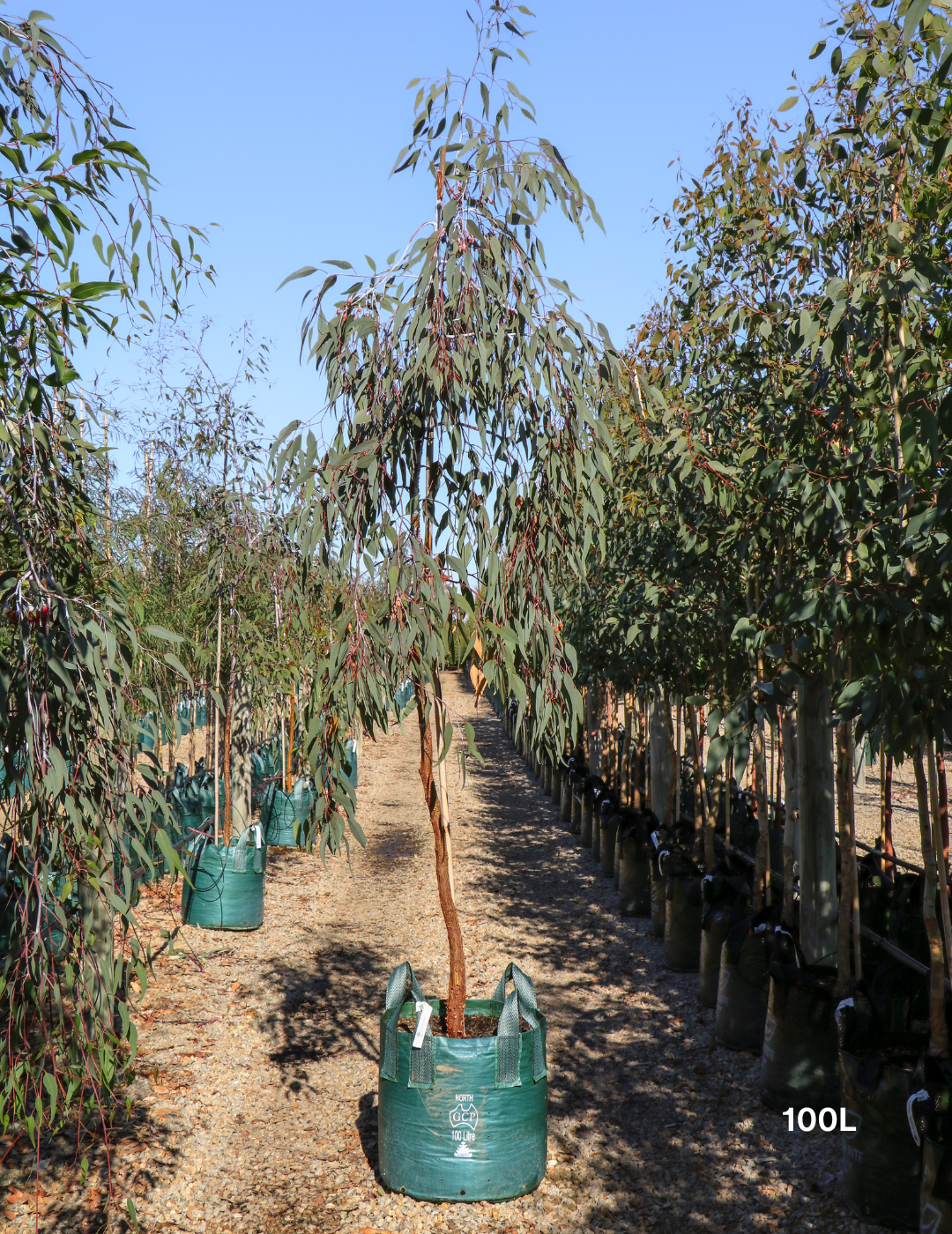 Eucalyptus caesia 'Silver Princess' - Silver Princess Gum - Evergreen Trees Direct