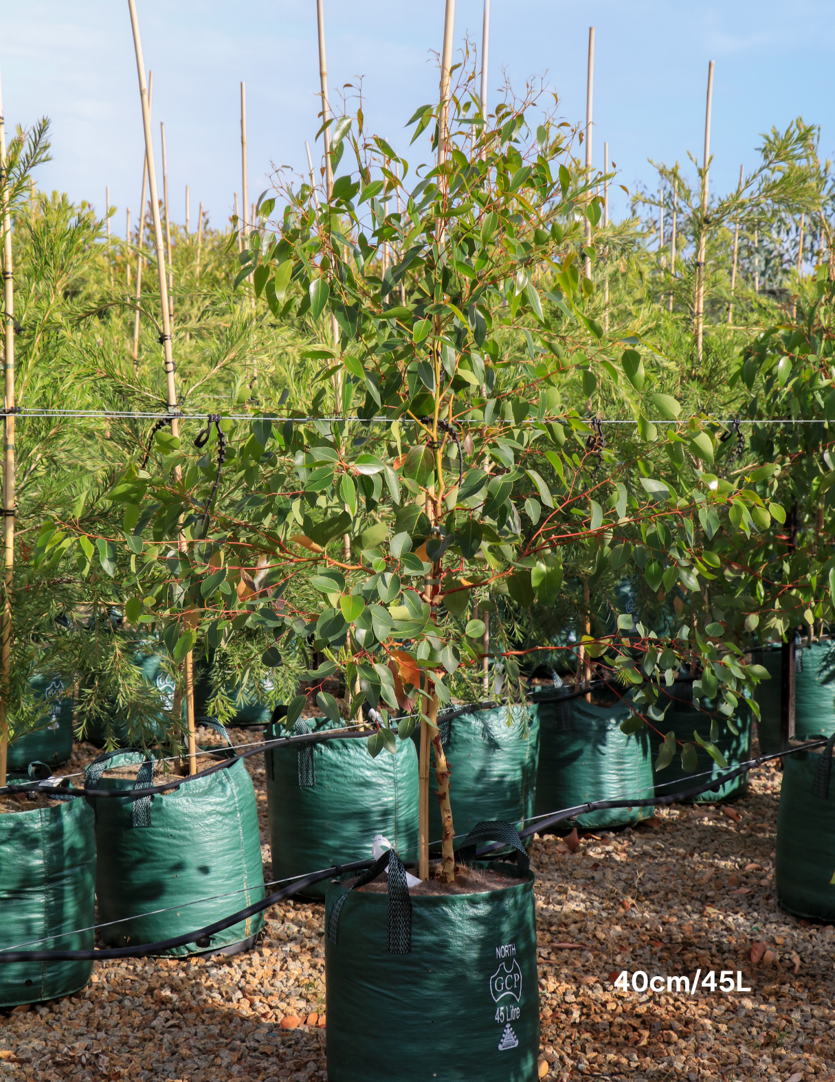 Eucalyptus cladocalyx 'Nana' (Dwarf Sugar Gum) - Evergreen Trees Direct