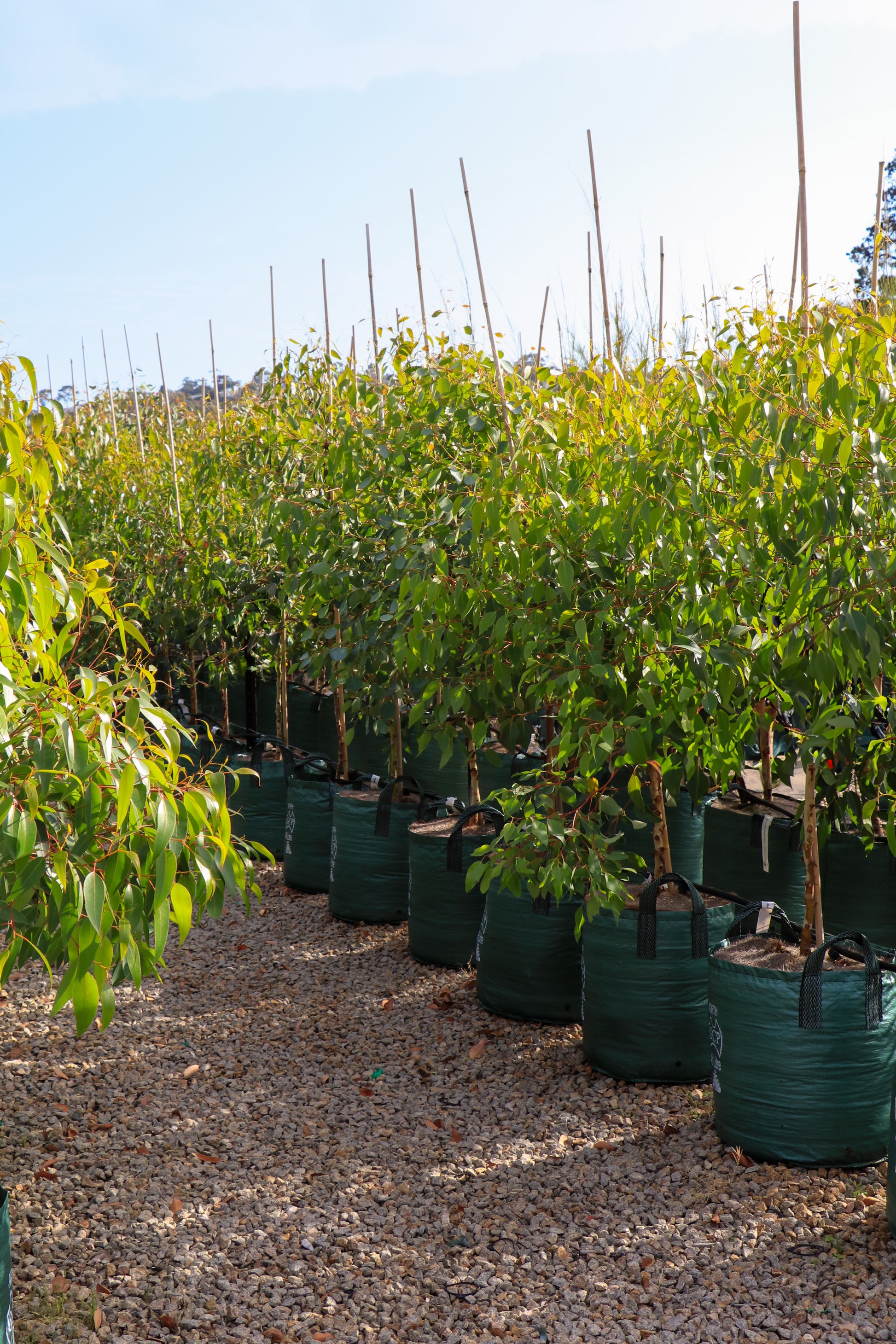 Eucalyptus cladocalyx 'Nana' (Dwarf Sugar Gum) - Evergreen Trees Direct