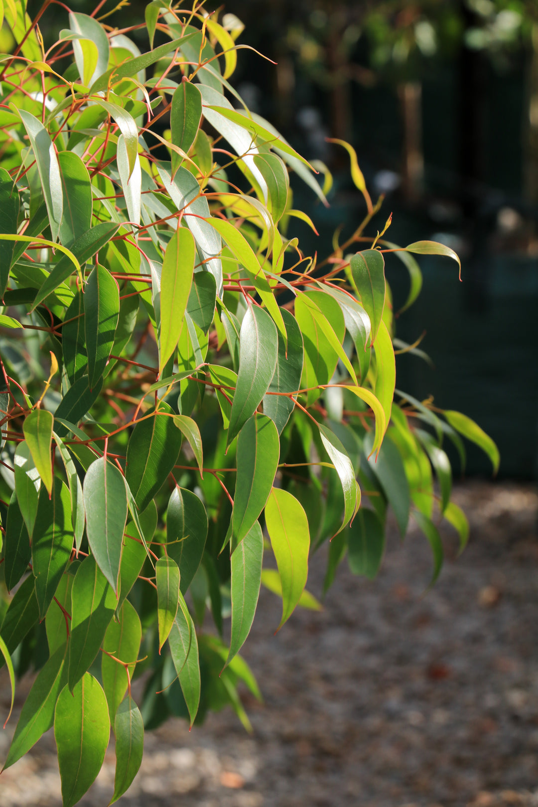 Eucalyptus cladocalyx 'Nana' (Dwarf Sugar Gum) - Evergreen Trees Direct