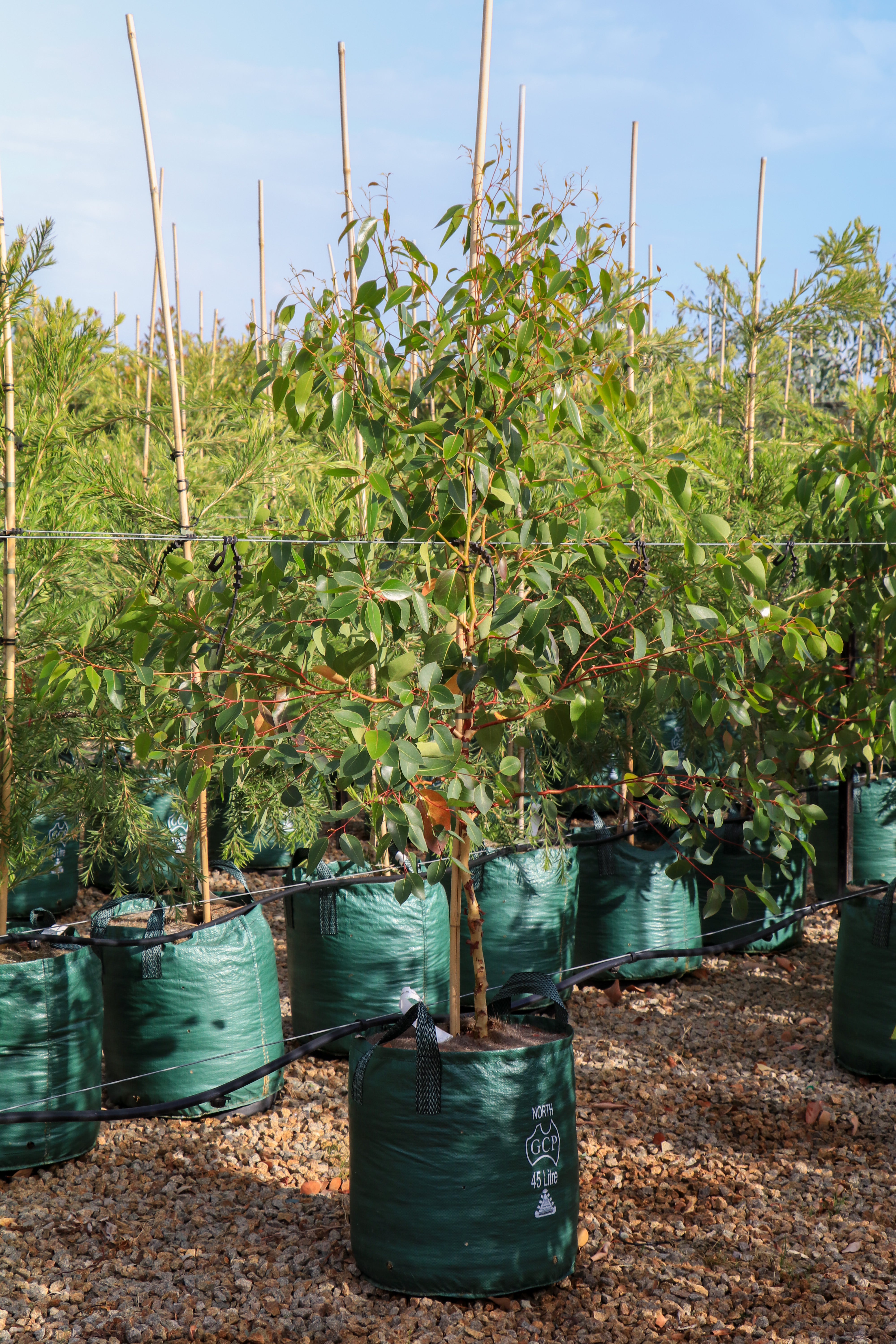 Eucalyptus cladocalyx 'Nana' (Dwarf Sugar Gum) - Evergreen Trees Direct