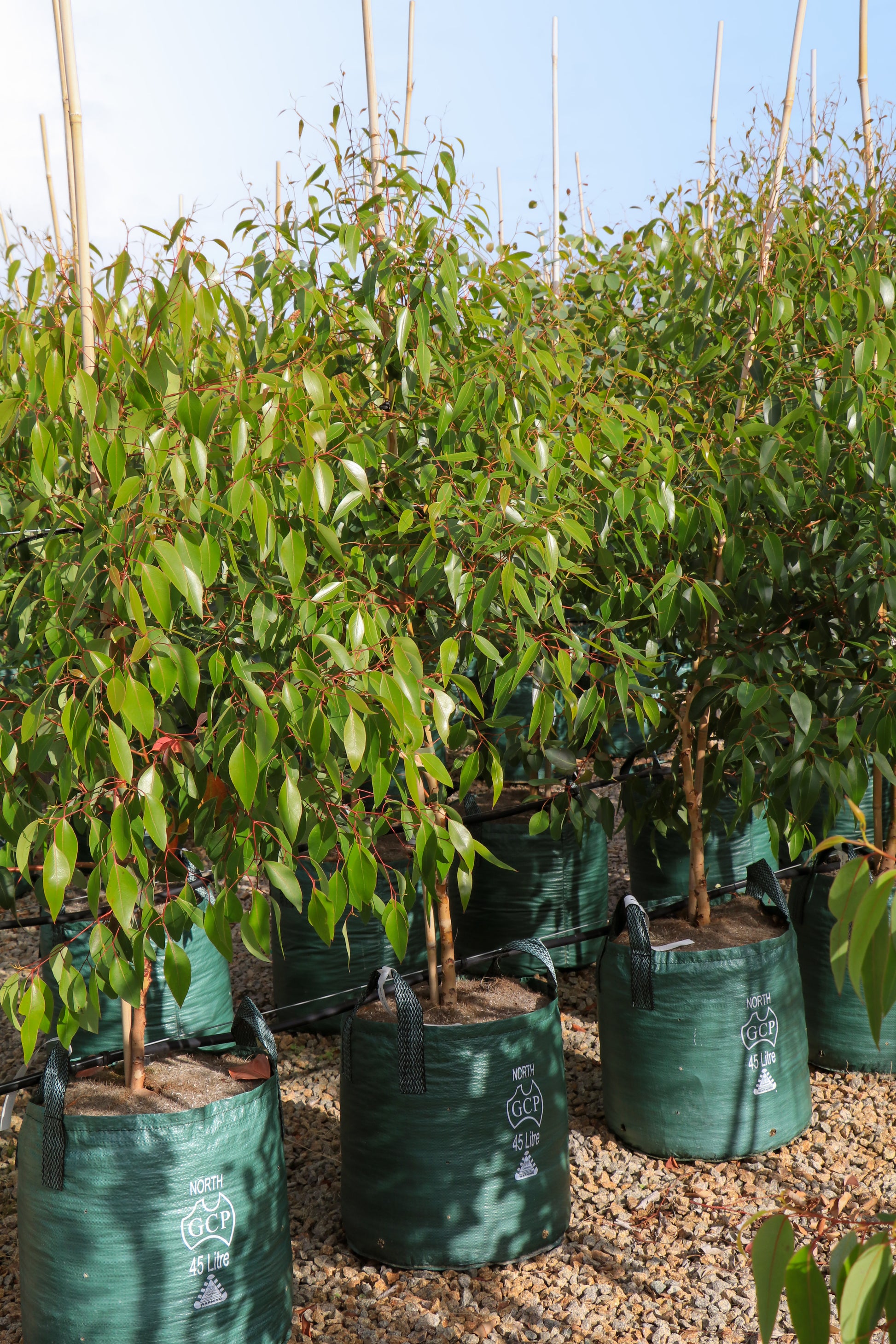 Eucalyptus cladocalyx 'Nana' (Dwarf Sugar Gum) - Evergreen Trees Direct