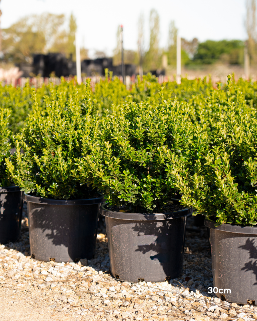 Euonymus japonicus 'Green Rocket'