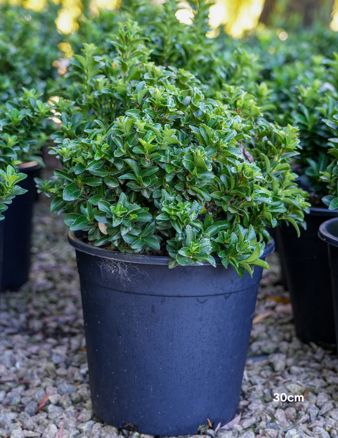 Euonymus japonicus 'Green Rocket' - Evergreen Trees Direct