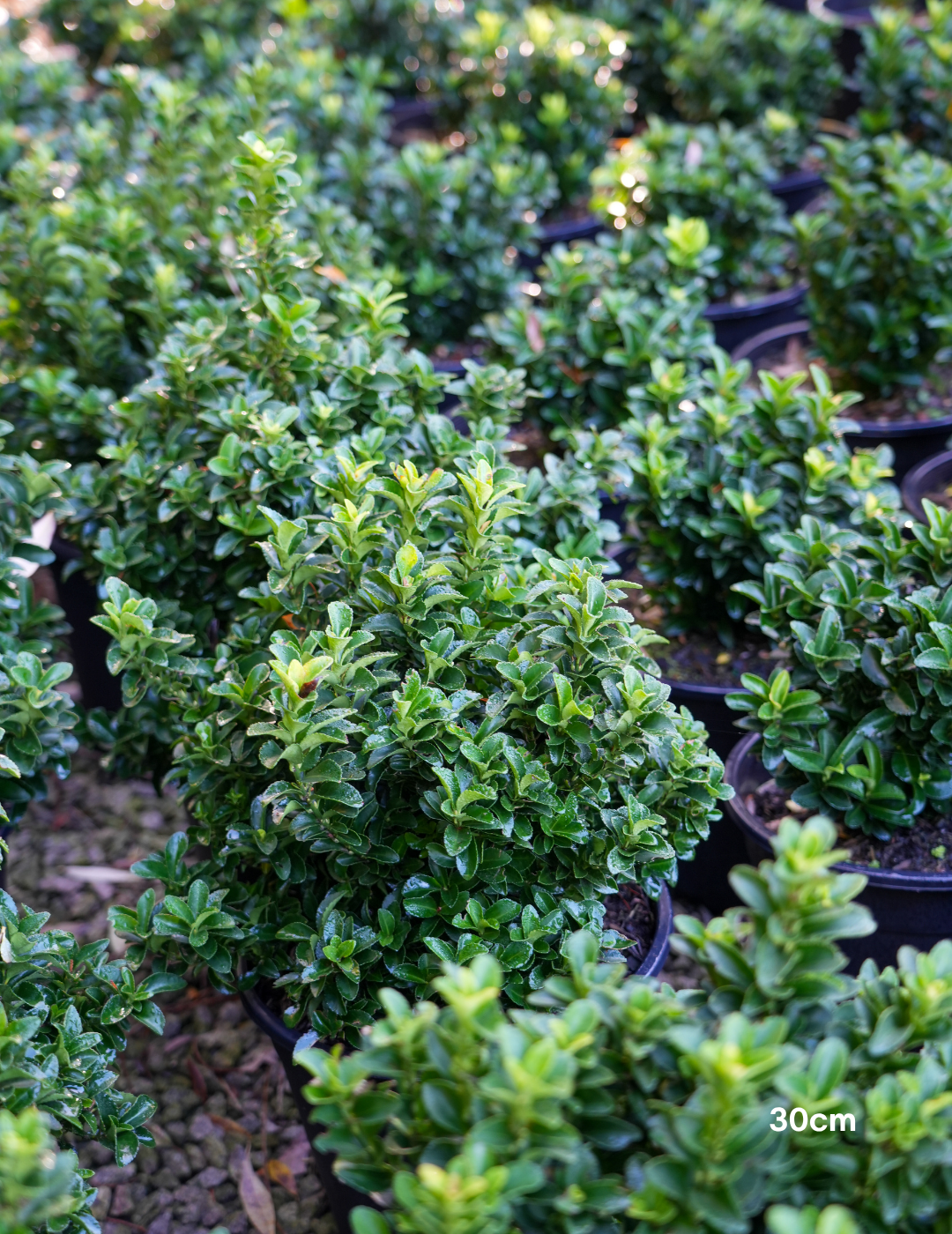 Euonymus japonicus 'Green Rocket' - Evergreen Trees Direct