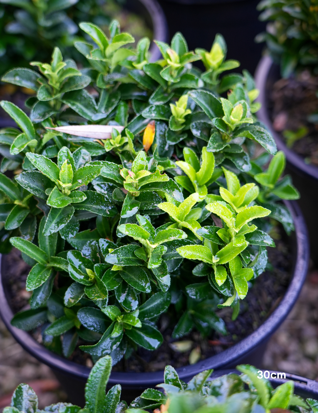 Euonymus japonicus 'Green Rocket' - Evergreen Trees Direct