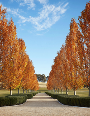 Fagus sylvatica European Beech