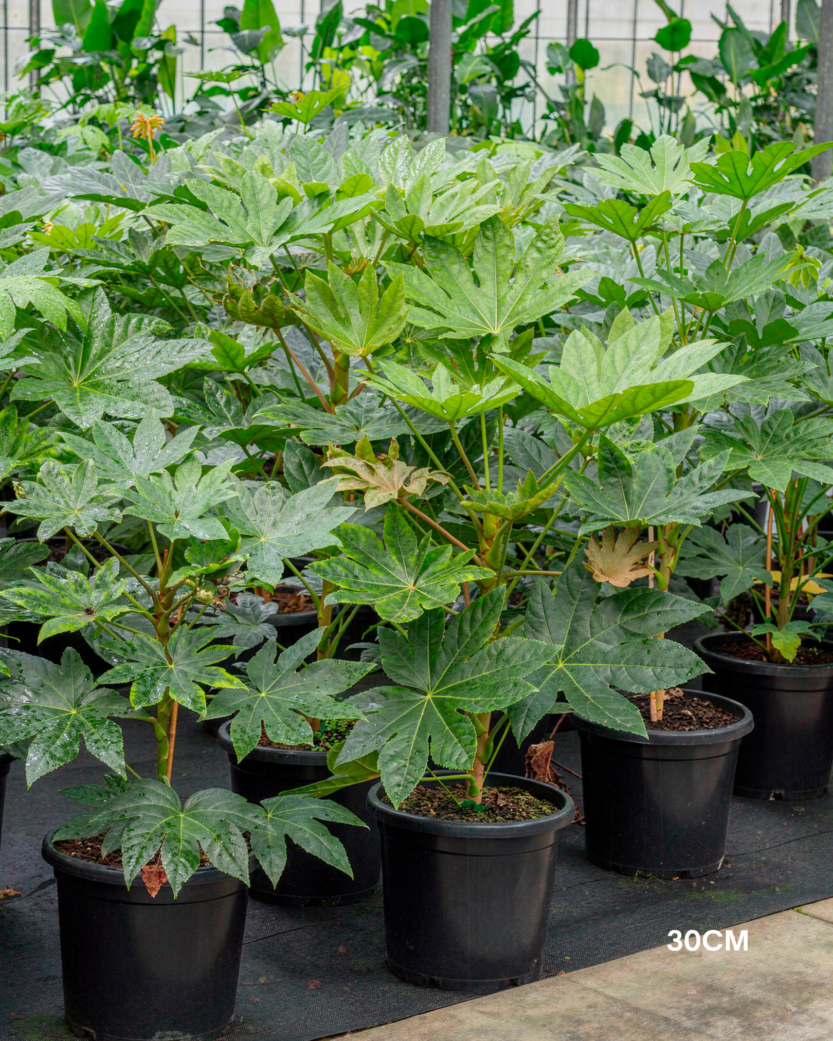 Fatsia japonica – Japanese Aralia