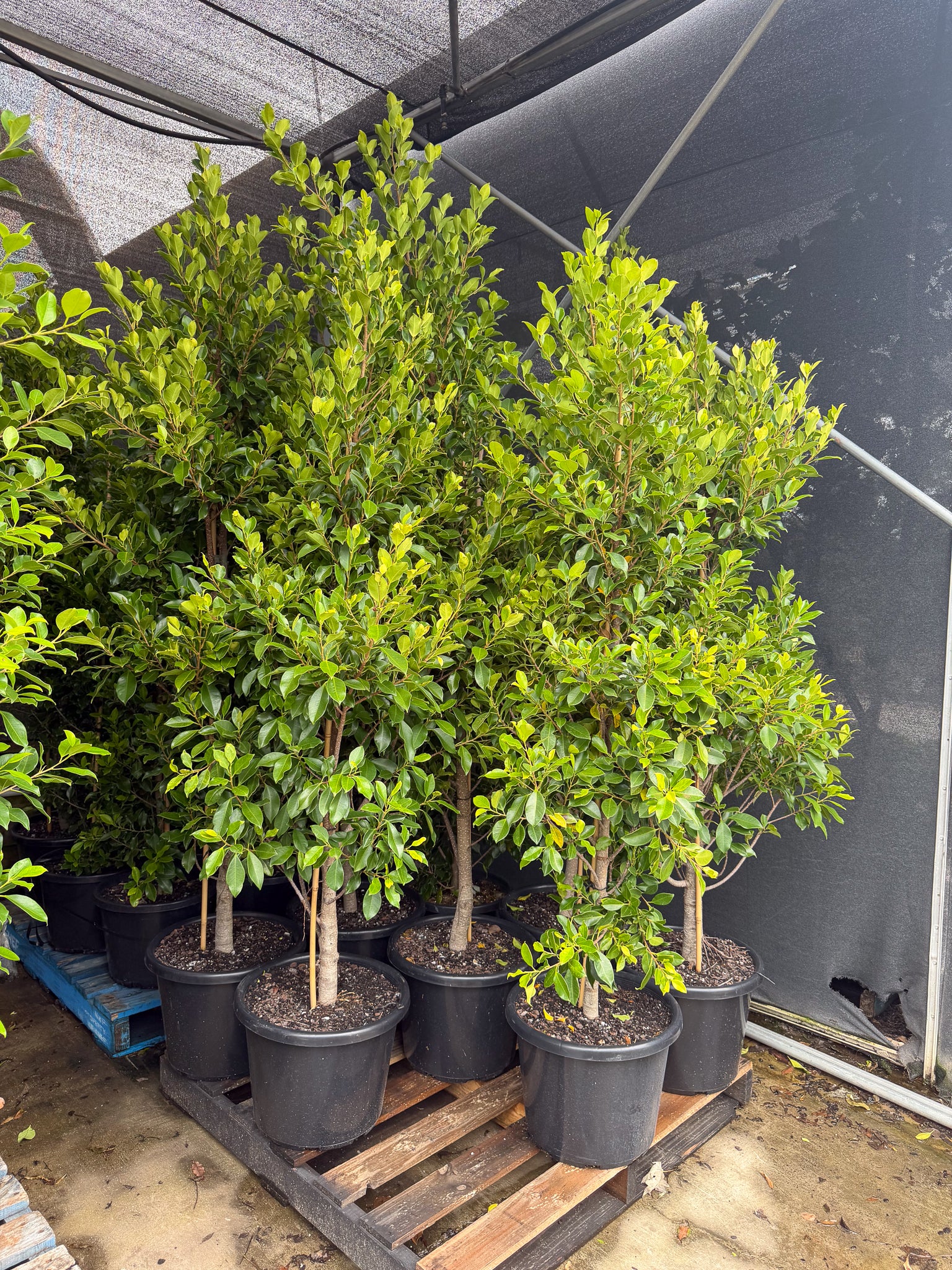 Ficus Hillii Flash - DECEMBER SALE