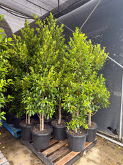 Ficus Hillii Flash - DECEMBER SALE