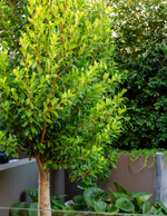 Ficus Hillii Flash - Evergreen Trees Direct