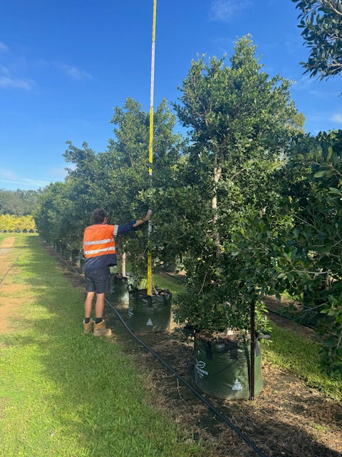 Ficus Hillii Flash
