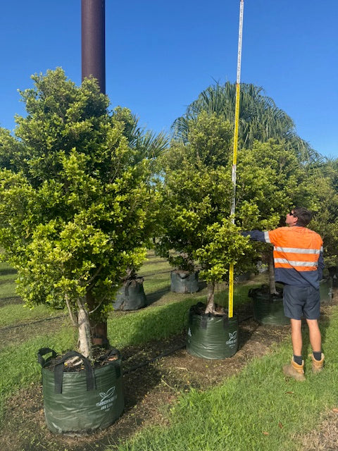 Ficus Hillii Flash