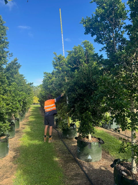 Ficus Hillii Flash