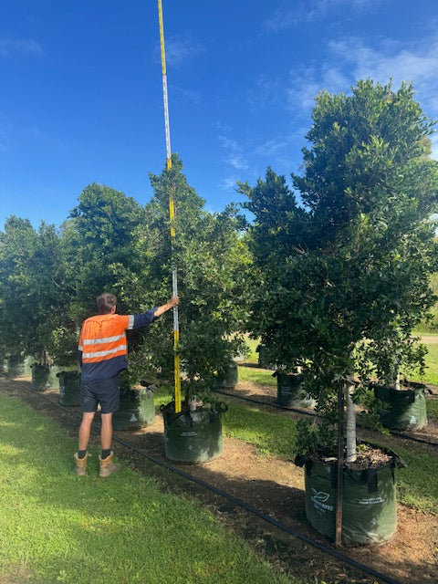 Ficus Hillii Flash
