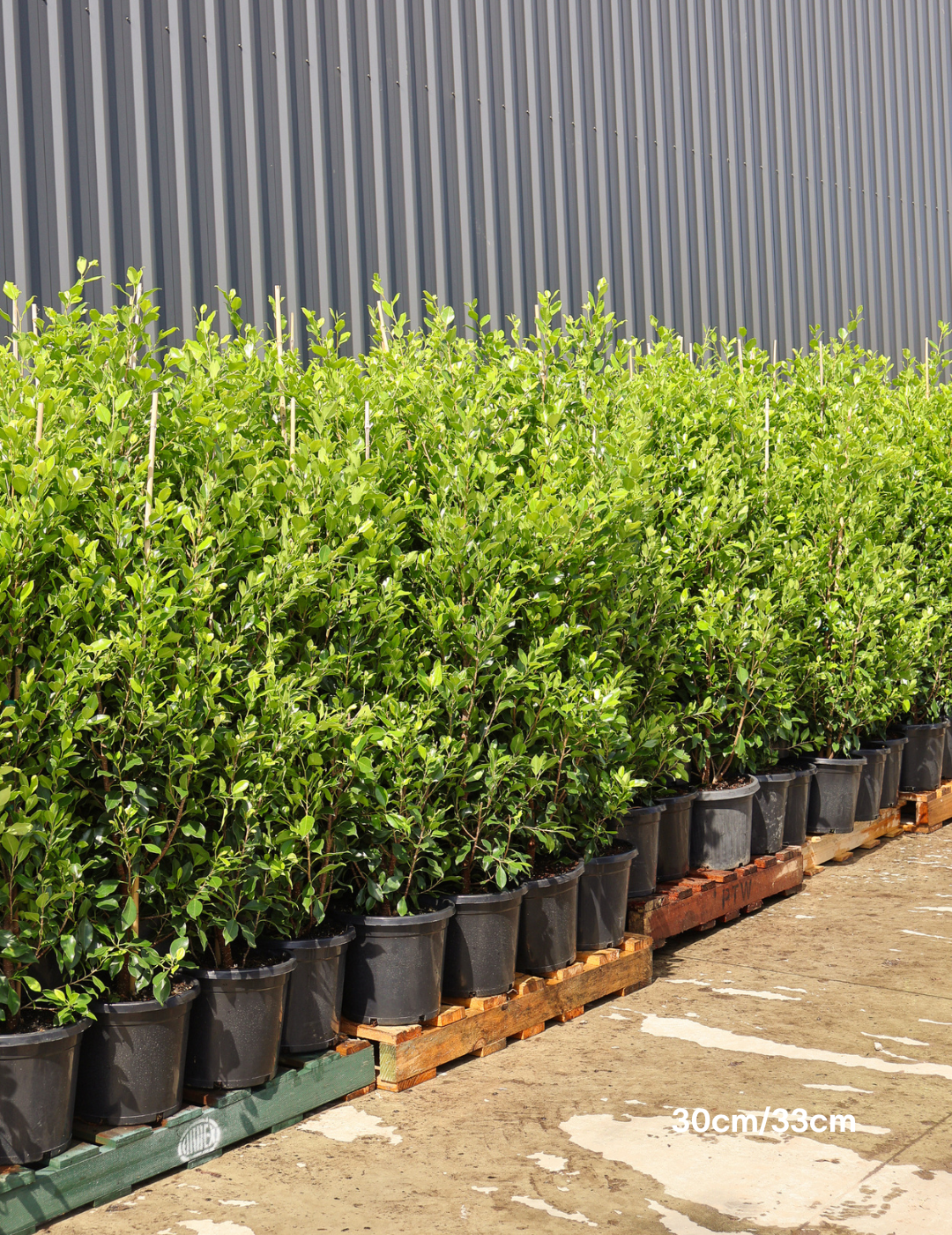 Ficus Hillii Flash - Evergreen Trees Direct
