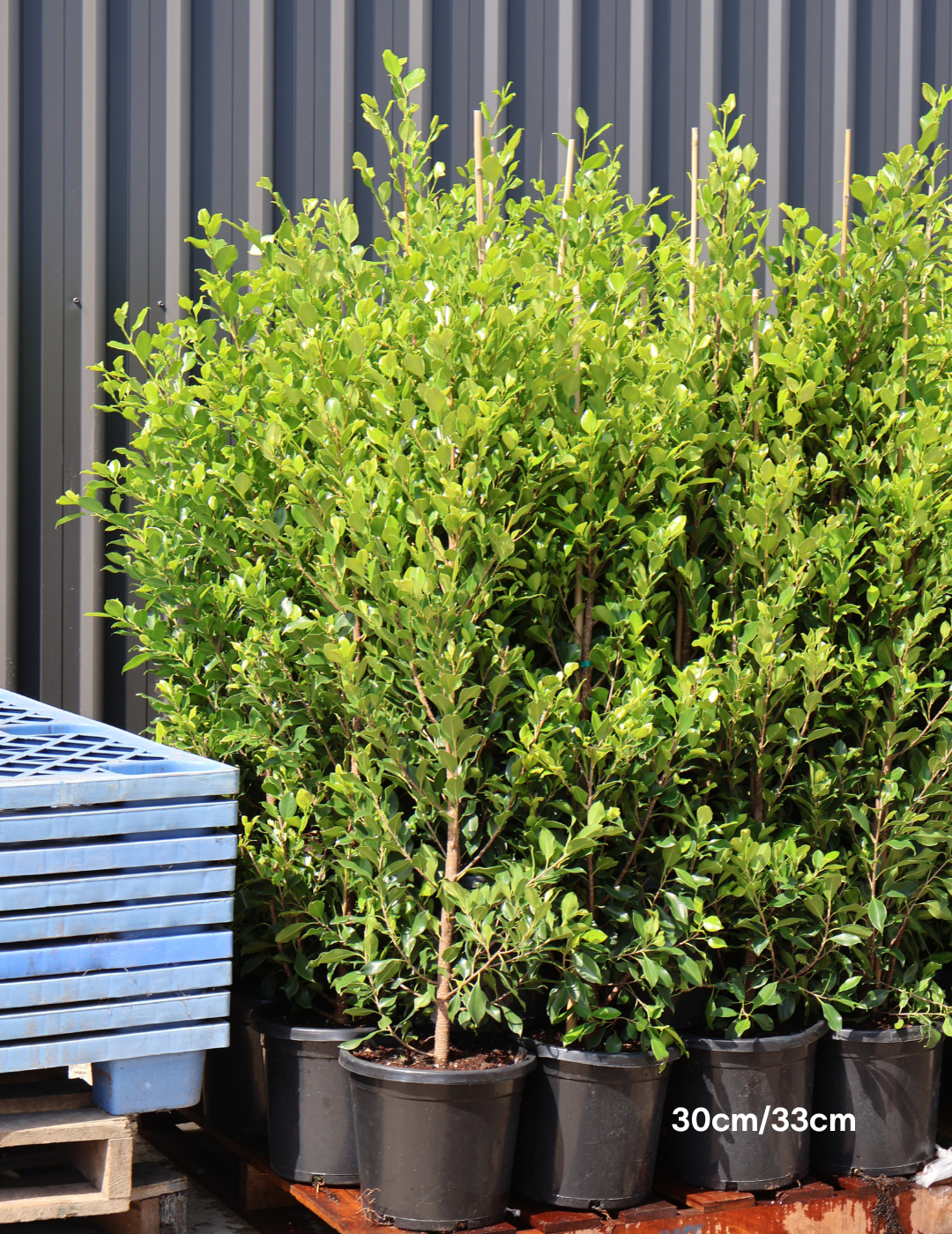 Ficus Hillii Flash - Evergreen Trees Direct