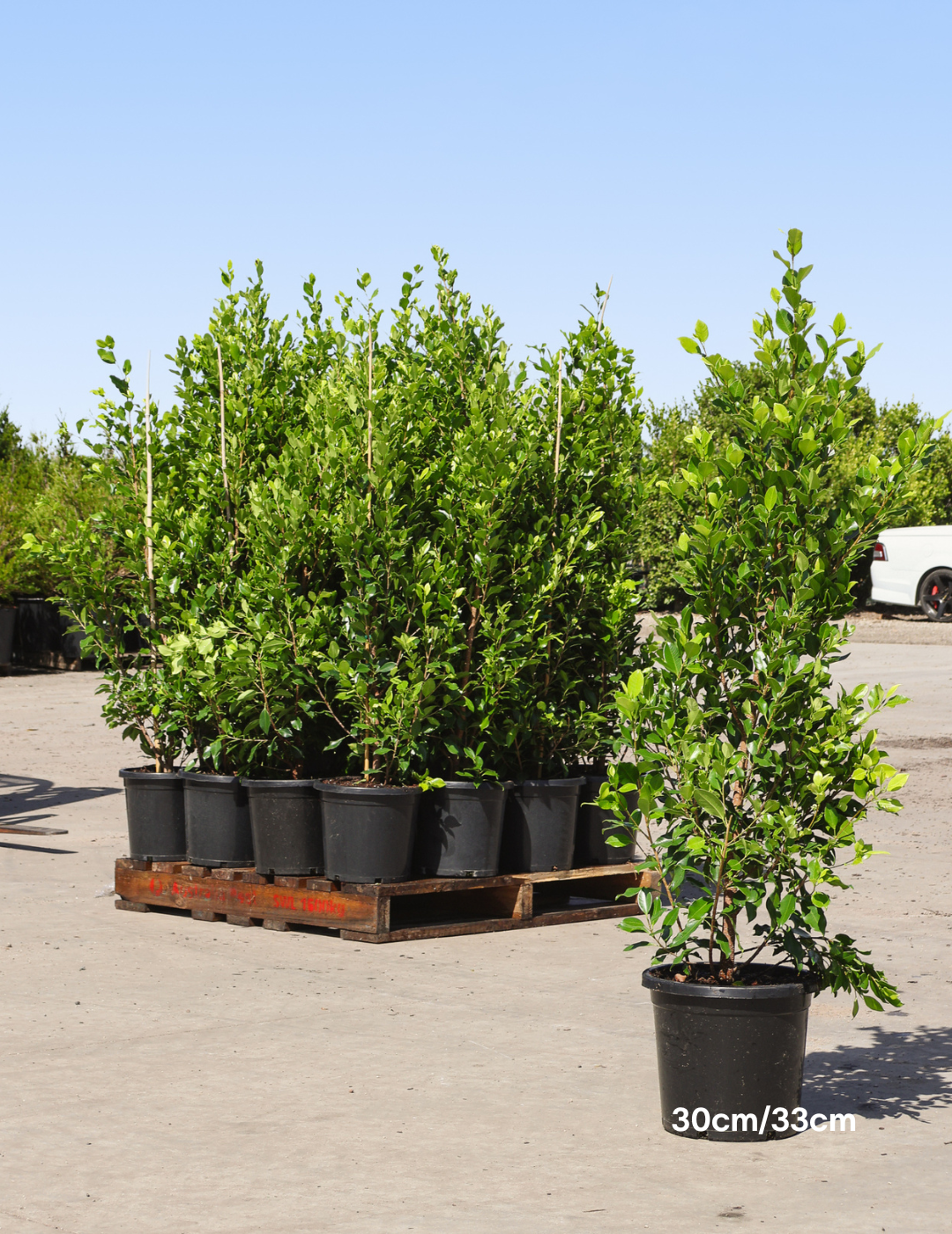 Ficus Hillii Flash - Evergreen Trees Direct