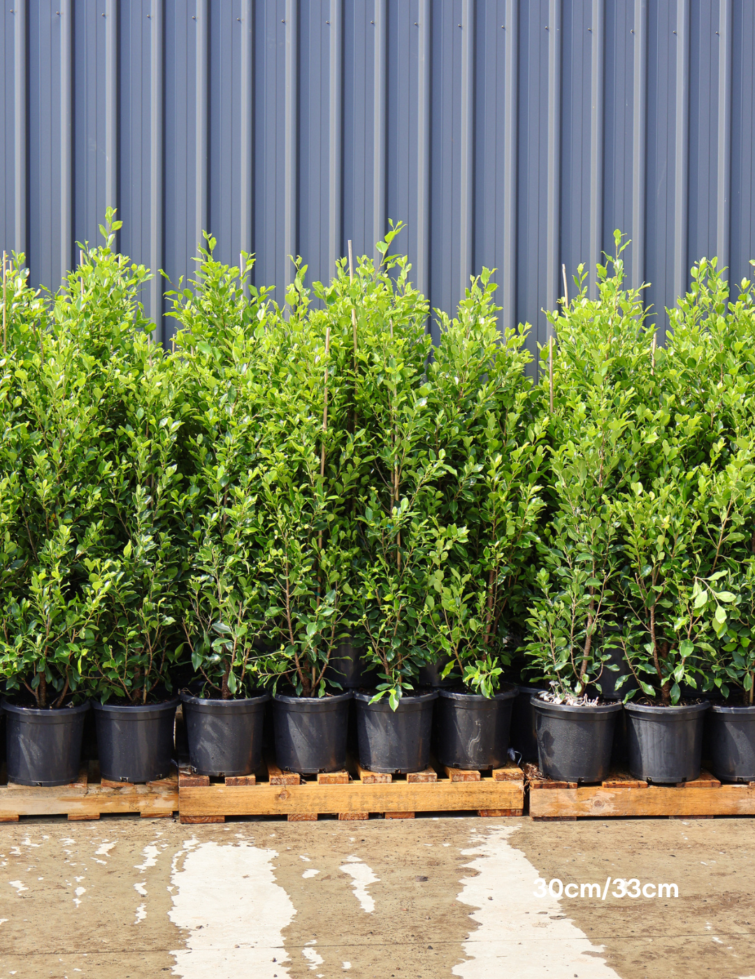 Ficus Hillii Flash - Evergreen Trees Direct