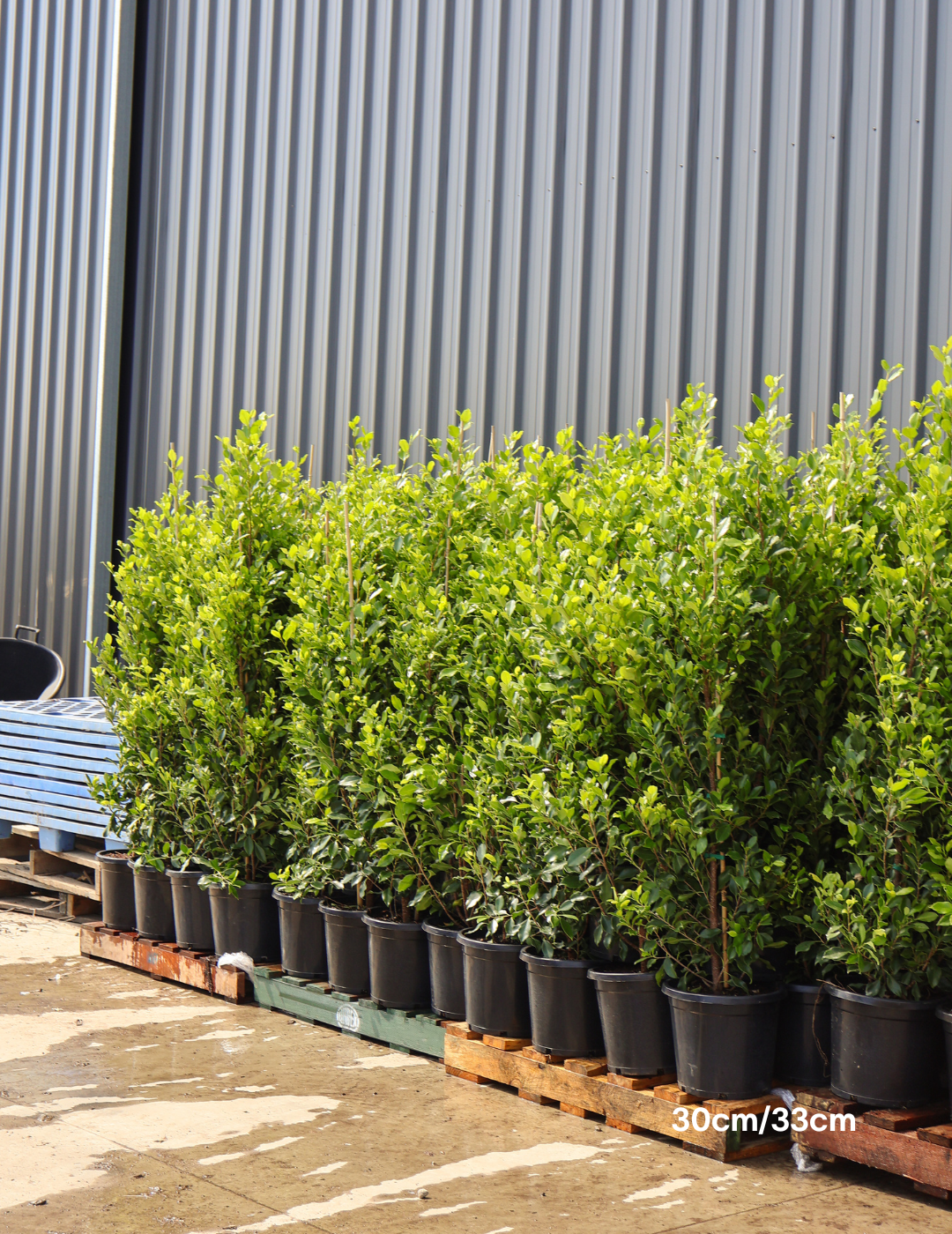 Ficus Hillii Flash - Evergreen Trees Direct