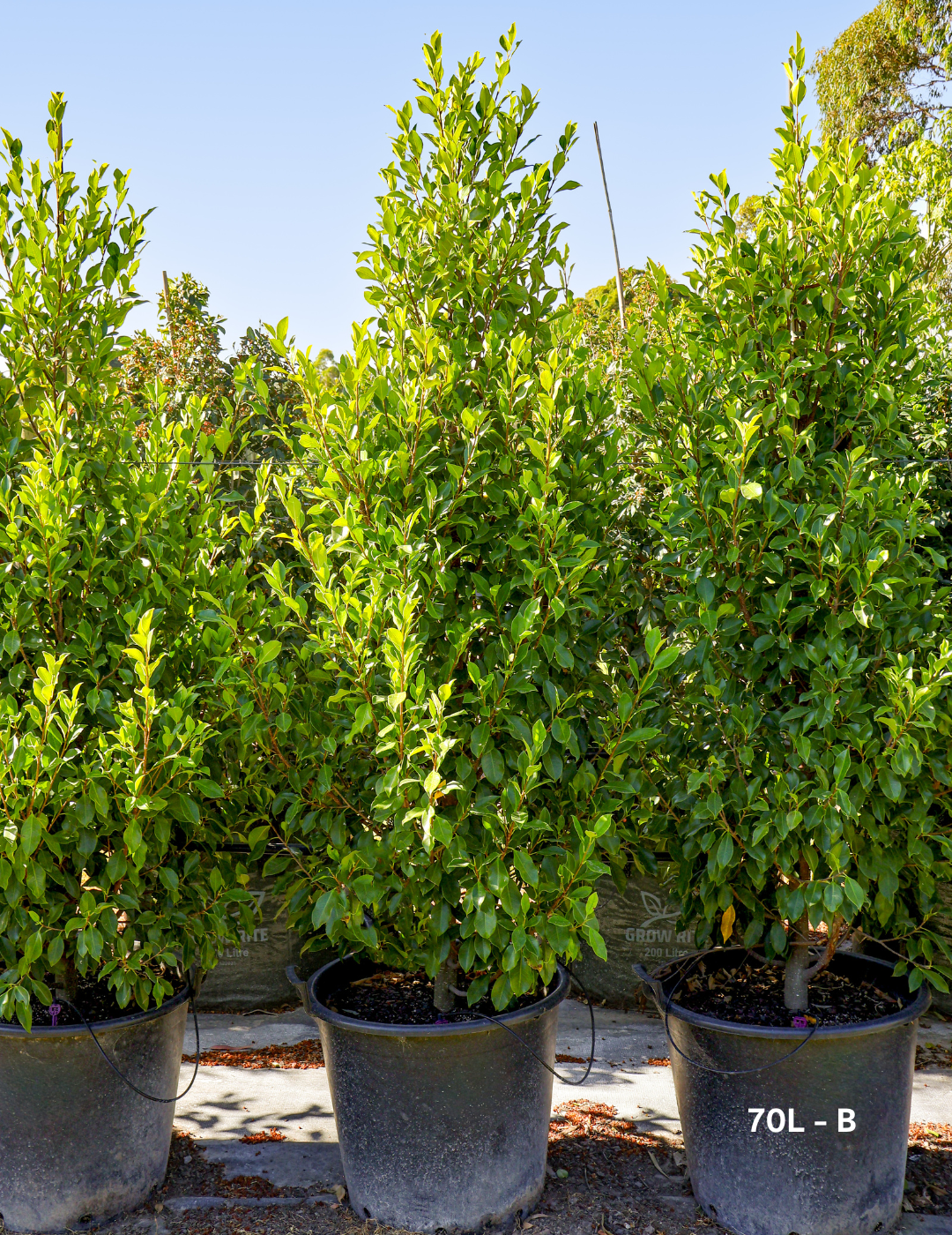 Ficus Hillii Flash - Evergreen Trees Direct