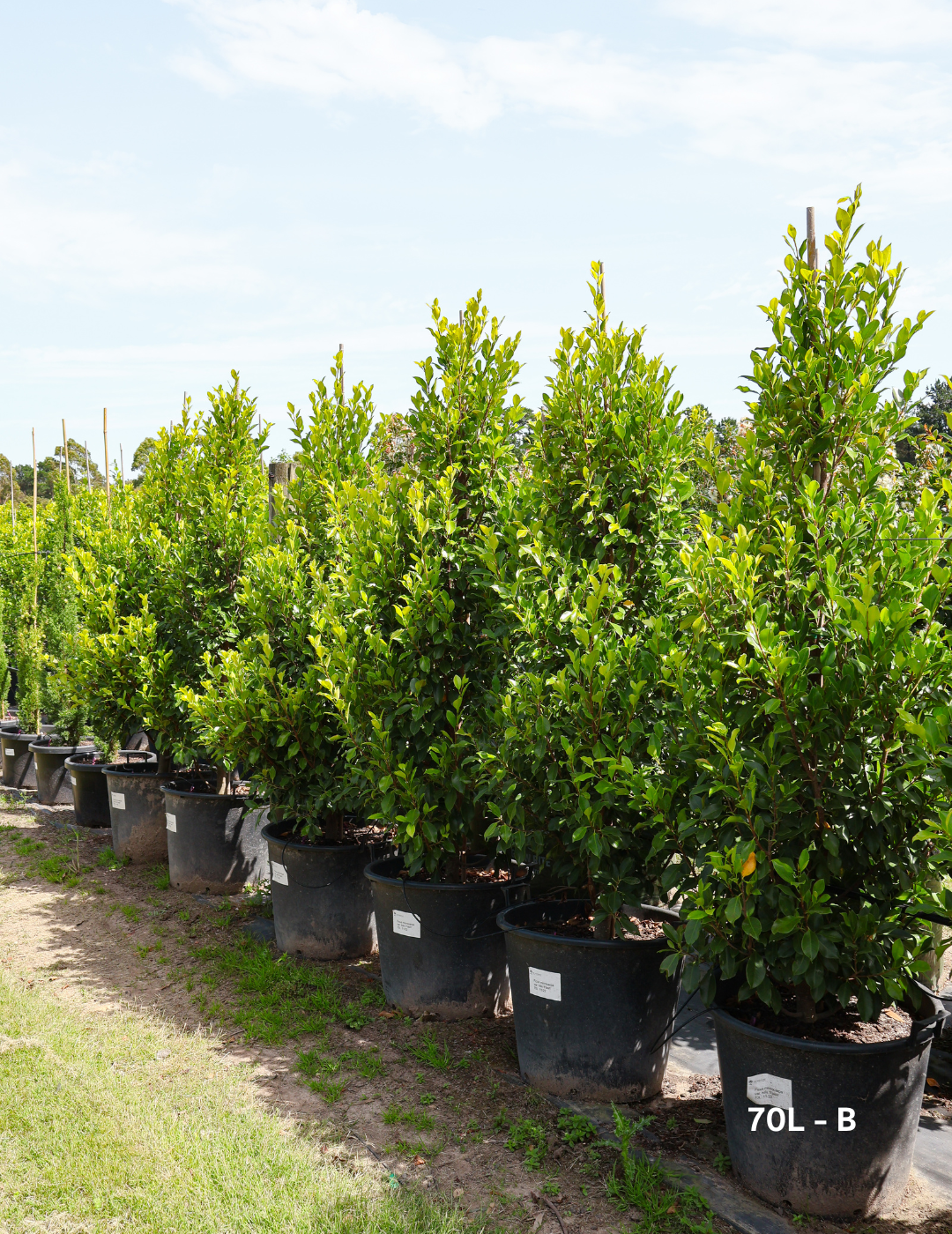 Ficus Hillii Flash - Evergreen Trees Direct