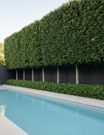 Ficus Hillii - Evergreen Trees Direct