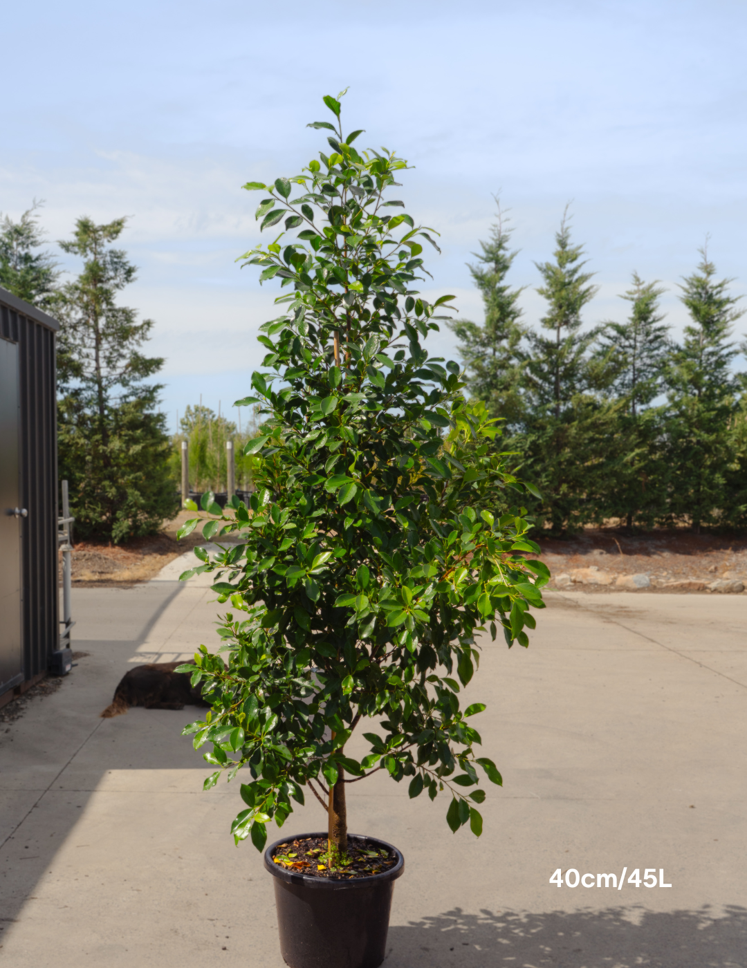 Ficus Hillii Flash - Evergreen Trees Direct